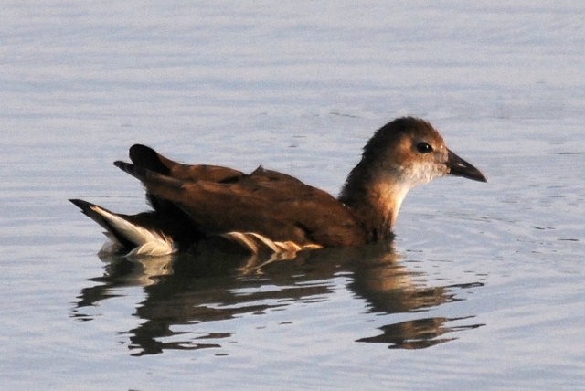 Gallinella d''acqua y
